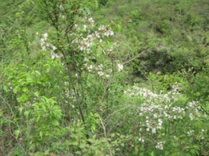 ɽĹЧ ɽȽⶾδ󴯴