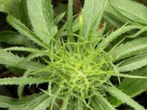 ��������ҩ���� Ƣ��йк�߲����ð���