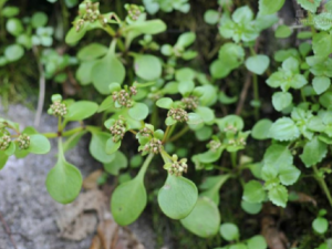 ɽƮ���ݵĹ�Ч ɽƮ�����μ��Ի����͸���