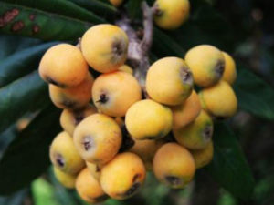 ɽ���˵Ĺ�Ч ɽ�������������