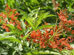 ɽƤ���Ĺ�Ч���� ɽƤ���ζǸ���ʹ