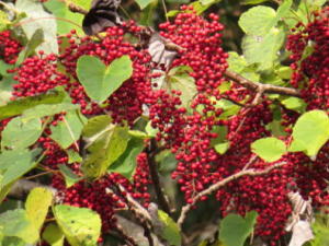 ɽͩ������Щ��Ч ɽͩ���ι��۹ǽ��