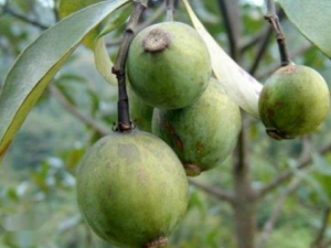 ɽ���ӵĹ�Ч���� ɽ����������