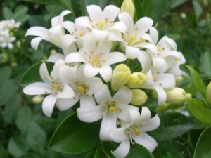 ɽ֥��Ĺ�Ч���� ɽ֥���η�ʪʹ