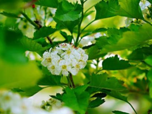 ɽ�Ҷ����Щ��Ч ɽ�Ҷ��ˮ��ͷ��