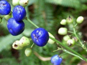 ɽè������Щ��Ч ɽè�������