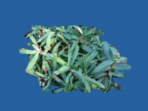 ɽ����������Щ��Ч ɽ�������η����ʹ