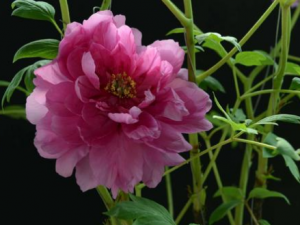 �ʻ����ݷ��� ��Щ�ʻ������ݹ�Ч