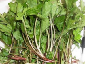 ���������Щ��Ч ����˿ɻ�Ѫ���������¾�