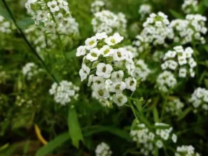 ���˻�����Щ��Ч ���˻���������ʪ����