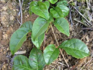 ����ɢ����Щ��Ч ����ɢ����һ�в���