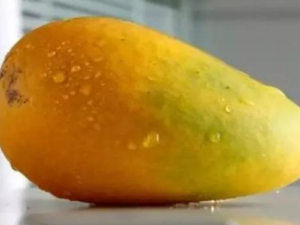 â��ʳ���������� �ǳ�Ѫ��ʳ��â��������