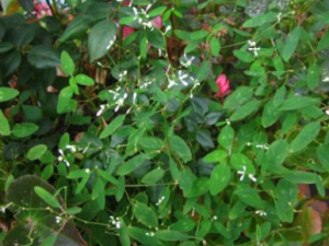 ɽ��������Щ��Ч ɽ����ֹʹ�θ�ʹ