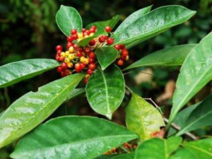 ɽ������Щ��Ч ɽ���ε��˳�Ѫ