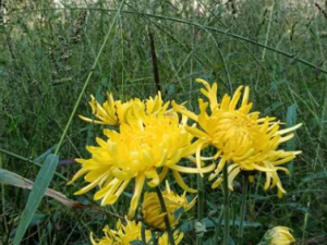 ��֪���ѹ�Ӣ�ĳԷ�������Щ�� �������ѹ�Ӣ�ĺô�