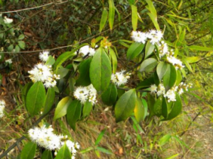 ɽ��Ҷ����Щ��Ч ɽ��Ҷ�μ����ж���