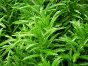 ɽ������Ĺ�Ч ɽ������Ի׳�����Ч