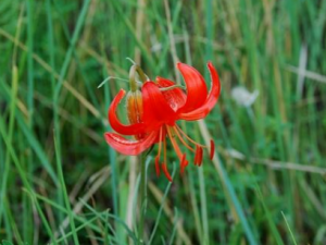 ɽ��������Щ��Ч ɽ�����ɷ��۴�����