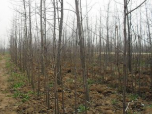 ˮ������Ƥ����Щ��Ч ˮ������Ƥ��������