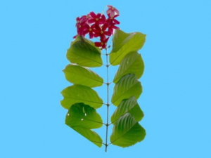 ʹ����Ҷ����Щ���� ʹ����Ҷ��С�����