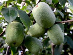 ��ҩ��Ұľ������Щ��Ч Ұľ�Ͽ�ȥʪ������