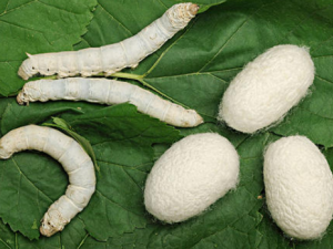 ɣҶ¶����Щ��Ч ɣҶ¶��Ŀ�����