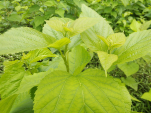 ɣѿ�Ĺ�Ч���� ɣѿ��������Ŀ