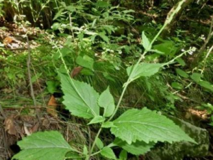 ɢѪ���Ĺ�Ч���� ɢѪ����Ŀ����ʹ