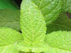 ����Ҷ�ʺ���Щ�˳� ����Ҷ��ʳ�ý���