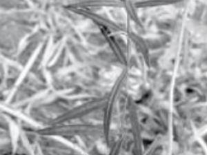 ����������Щ��Ч ������������ʹ����