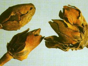 ��β���������Щ��Ч ��β����������Ƚⶾ����ɢ��