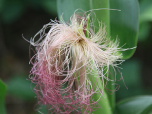 ������ˮ����Щ��Ч ������ˮ������������