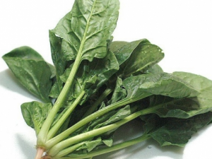 ��������ʳ�Ƹ���ô�� ���������ķ���