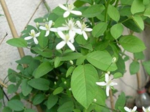 ���߲�����Щ��Ч ���߲����¾�����