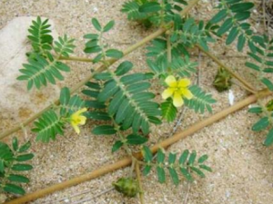 ����޼�Ĺ�Ч ����޼�ν��Ĥ��