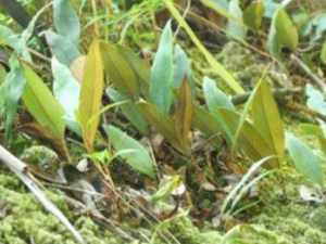 ����ʯΤ����Щ��Ч ����ʯΤ����֢