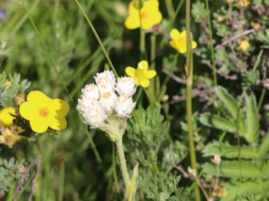 �����������Щ��Ч ���������Ѫ������