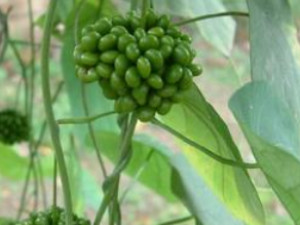 �����Ĺ�Ч���� �����η�ʪ�ؽ�ʹ