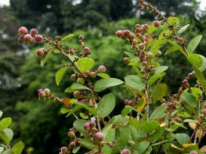 ȸ÷ٵĹЧ ȸ÷ν괯