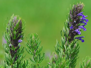 ȫҶ��������Щ��Ч ȫҶ����ֹ����̵���ڿ���