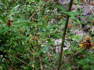 ȫë�����ӵĹ�Ч ȫë�������θ�Ů�����ܷ�