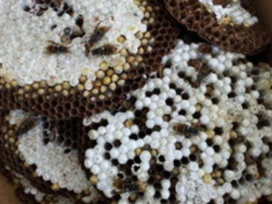 ¶�䷿ɢ����Щ��Ч ¶�䷿ɢ��������ʹ