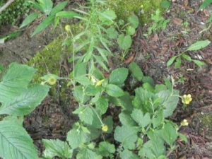 ��ëˮ��÷����Щ��Ч ��ëˮ��÷������ʪɢ������