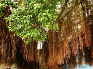 ����Ĺ�Ч���� �����������