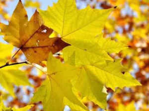 �Ҷ�Ĺ�Ч �Ҷ�ξĴ���ʱ����