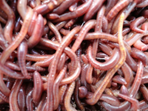 �������Щ��Ч ���������֫����