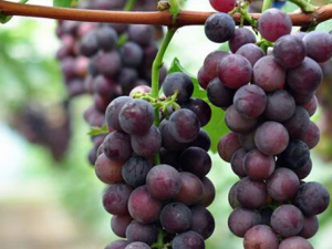 ��ҹ��ʲôˮ���� ��ҹ����ε�������