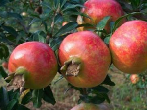 ʯ�������ܸ�7��ʳ��ͬʳ ��ʯ��Ҫע����Щ����