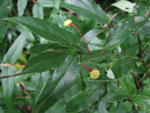 �����ٵĹ�Ч ������������θ��θʹ