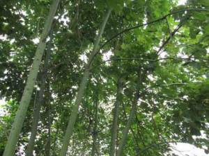 ��ͩ��ľ�Ĺ�Ч ��ͩ��ľ����θ��ʹ